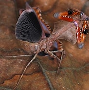 Image result for "nematoscelis Lobata". Size: 183 x 185. Source: www.pinterest.com