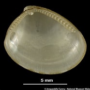 Afbeeldingsresultaten voor "nucula Nucleus". Grootte: 186 x 185. Bron: naturalhistory.museumwales.ac.uk