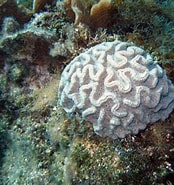 Image result for "isophyllia Sinuosa". Size: 174 x 185. Source: coralpedia.bio.warwick.ac.uk