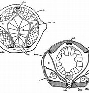 Image result for "spadella Gaetonoi". Size: 176 x 185. Source: www.researchgate.net