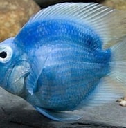 Image result for blauwe papegaaivis kenmerken. Size: 182 x 180. Source: mydress.htgetrid.com