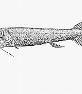 Billedresultat for Pachystomias microdon Stam. størrelse: 160 x 129. Kilde: fishbase.mnhn.fr