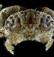 Image result for "leptodius Sanguineus". Size: 176 x 185. Source: www.roboastra.com