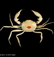 Image result for "carcinoplax Longispinosa". Size: 174 x 185. Source: www.crustaceology.com