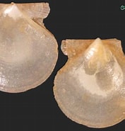 Image result for "palliolum Furtivum". Size: 177 x 185. Source: allspira.com