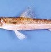Afbeeldingsresultaten voor Saurida undosquamis. Grootte: 180 x 100. Bron: www.fishbase.se