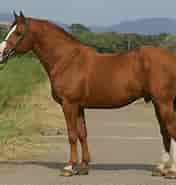 Image result for Christian County, Kentucky Belgian Warmblood. Size: 176 x 185. Source: horsesport.com