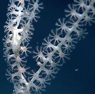 Image result for Isididae. Size: 187 x 185. Source: oceanexplorer.noaa.gov