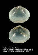 Image result for "kellia Suborbicularis". Size: 130 x 185. Source: www.nmr-pics.nl