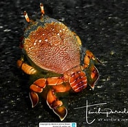 Image result for Ranina Ranina Spanner Crab. Size: 186 x 185. Source: www.reeflex.net