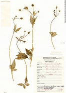 Afbeeldingsresultaten voor "archiconchoecia Pilosa". Grootte: 132 x 185. Bron: plantidtools.fieldmuseum.org