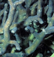 Image result for Palauastrea. Size: 176 x 185. Source: coralreefpalau.org