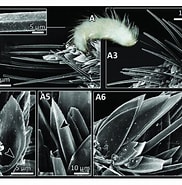 Afbeeldingsresultaten voor Dondersiidae rijk. Grootte: 182 x 185. Bron: www.researchgate.net