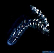 Afbeeldingsresultaten voor Thalia democratica Phytoplankton. Grootte: 190 x 185. Bron: www.poppe-images.com