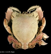Image result for Raninoides laevis. Size: 174 x 185. Source: www.crustaceology.com