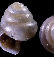 Afbeeldingsresultaten voor Limacina retroversa Anatomie. Grootte: 175 x 185. Bron: www.idscaro.net