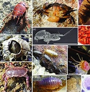 Afbeeldingsresultaten voor Multicrustacea. Grootte: 181 x 185. Bron: www.researchgate.net