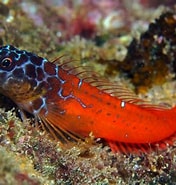 Image result for Microlipophrys nigriceps Feiten. Size: 176 x 185. Source: adriaticnature.com