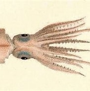 Afbeeldingsresultaten voor "pyroteuthis Margaritifera". Grootte: 182 x 153. Bron: www.inaturalist.org