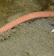 Image result for Oestergrenia. Size: 176 x 185. Source: www.britishmarinelifepictures.co.uk