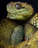 Image result for "lophophaena Hispida". Size: 145 x 185. Source: br.pinterest.com