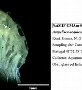 Afbeeldingsresultaten voor "ampelisca Aequicornis". Grootte: 170 x 156. Bron: www.gbif.org