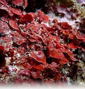 Image result for "peyssonnelia Rubra". Size: 176 x 185. Source: www.inaturalist.org