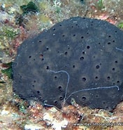 Image result for "scalarispongia Scalaris". Size: 176 x 185. Source: mer-littoral.org