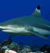 Black Tip Fin Shark 的图像结果.大小：175 x 185。 资料来源：bransonswildworld.com
