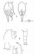 Image result for "clausocalanus Paululus". Size: 108 x 185. Source: copepodes.obs-banyuls.fr