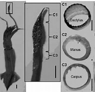 Afbeeldingsresultaten voor Eucleoteuthis. Grootte: 190 x 174. Bron: www.researchgate.net