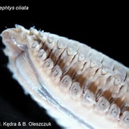 Afbeeldingsresultaten voor Nephtys ciliata. Grootte: 185 x 185. Bron: www.iopan.gda.pl
