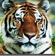 Résultat d’image pour Tiger l'osmose. Taille: 183 x 185. Source: site.web.perso.free.fr