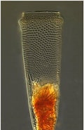 Image result for "Xystonellopsis Sp.". Size: 117 x 185. Source: images.cnrs.fr
