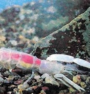 Afbeeldingsresultaten voor "callianassa Japonica". Grootte: 176 x 185. Bron: aquariumistika.ru