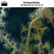 Afbeeldingsresultaten voor Parazoanthidae. Grootte: 186 x 185. Bron: www.ncei.noaa.gov