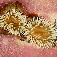 Image result for What Does Sagartia elegans Eat. Size: 185 x 185. Source: www.britishmarinelifepictures.co.uk
