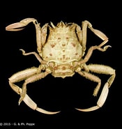 Afbeeldingsresultaten voor Dorippe tenuipes. Grootte: 175 x 185. Bron: www.crustaceology.com