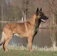 Image result for World Dansk Fritid husdyr Hunde racer Hyrde- og Kvæghunde Belgisk hyrdehund. Size: 188 x 185. Source: denstoredanske.lex.dk