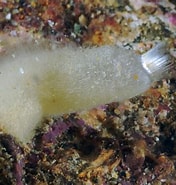 Image result for Sycon elegans. Size: 176 x 185. Source: www.naturamediterraneo.com