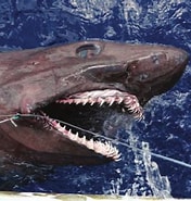 Afbeeldingsresultaten voor "odontaspis Noronhai". Grootte: 176 x 185. Bron: www.researchgate.net