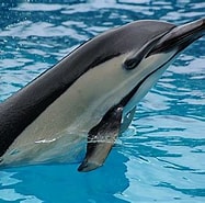 Image result for Delphinus Dolfijn. Size: 187 x 185. Source: www.dolphins-world.com