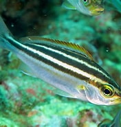 Image result for Parapristipoma. Size: 176 x 185. Source: fishbiosystem.ru