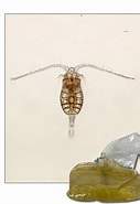 Image result for "parvocalanus Scotti". Size: 127 x 185. Source: reedmariculture.com