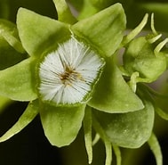 Image result for "iotroata Spinosa". Size: 189 x 185. Source: www.plantsystematics.org