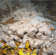 Image result for Thymosia. Size: 187 x 185. Source: european-marine-life.org