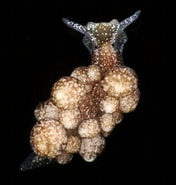 Image result for Calliopaea. Size: 176 x 185. Source: www.aphotomarine.com