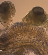 Afbeeldingsresultaten voor "nephtys Hystricis". Grootte: 164 x 185. Bron: www.researchgate.net