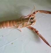 Image result for "metanephrops Australiensis". Size: 176 x 185. Source: www.inaturalist.org