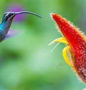 Risultato immagine per Perché I colibrì sono uccelli. Dimensioni: 176 x 185. Fonte: www.amoreaquattrozampe.it